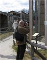 Greifvogel
