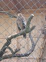 Greifvogel